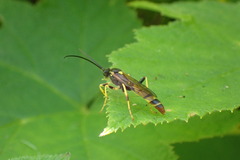 Ichneumonina