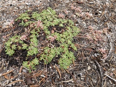 Eriogonum polypodum