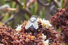 Diptera