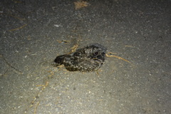 Phalaenoptilus nuttallii