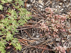 Eriogonum polypodum