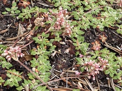 Eriogonum polypodum