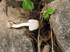 Leucoagaricus rubrotinctus