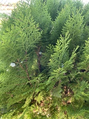 Platycladus orientalis