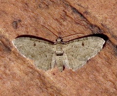 Eupithecia absinthiata