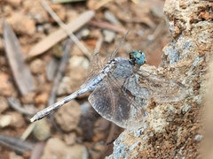 Diplacodes trivialis