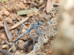 Diplacodes trivialis