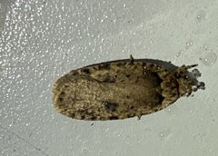 Agonopterix pulvipennella
