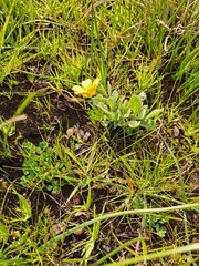 Ranunculus robertsonii