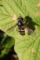Sericomyia chalcopyga
