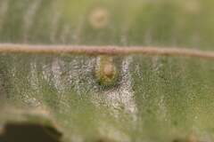 Pterygota