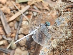 Diplacodes trivialis