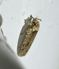 Agonopterix pulvipennella
