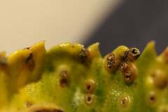 Pterygota