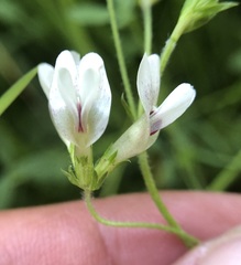 Trifolium monanthum