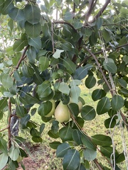 Pyrus communis