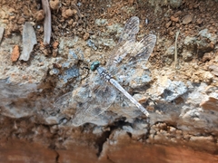 Diplacodes trivialis