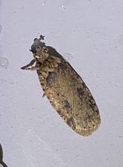 Agonopterix pulvipennella