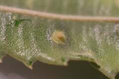 Pterygota