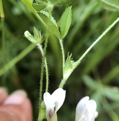 Trifolium monanthum