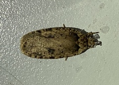 Agonopterix pulvipennella