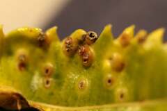Pterygota