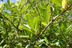 Lonicera involucrata