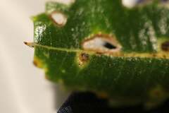 Pterygota