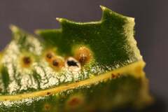 Pterygota