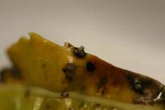 Pterygota