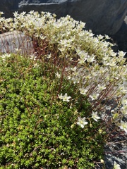 Saxifraga bronchialis