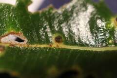 Pterygota