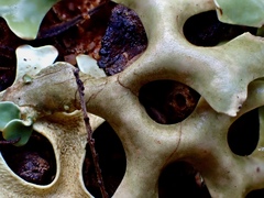 Xanthoparmelia semiviridis