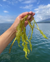 Potamogeton lucens