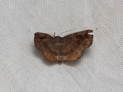 Pangrapta obscurata