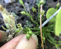 Sagina saginoides