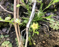 Sagina saginoides