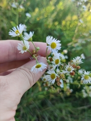 Erigeron strigosus