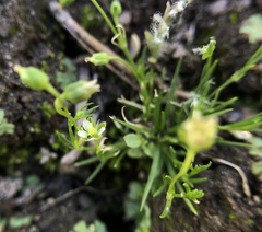 Sagina saginoides