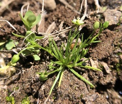 Sagina saginoides