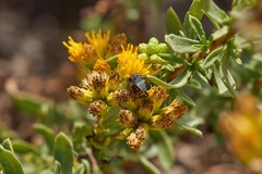Murgantia histrionica