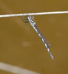Austrolestes annulosus
