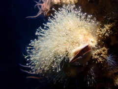 Ectopleura
