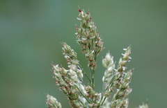 Sorghum bicolor