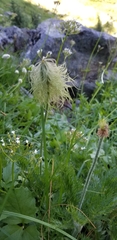 Pulsatilla occidentalis