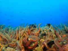 Ophiothrix spiculata