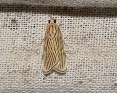 Tyspanodes linealis