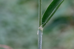 Sorghum bicolor