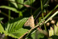 Loxostege sticticalis