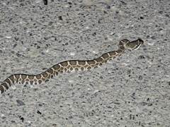 Crotalus oreganus oreganus